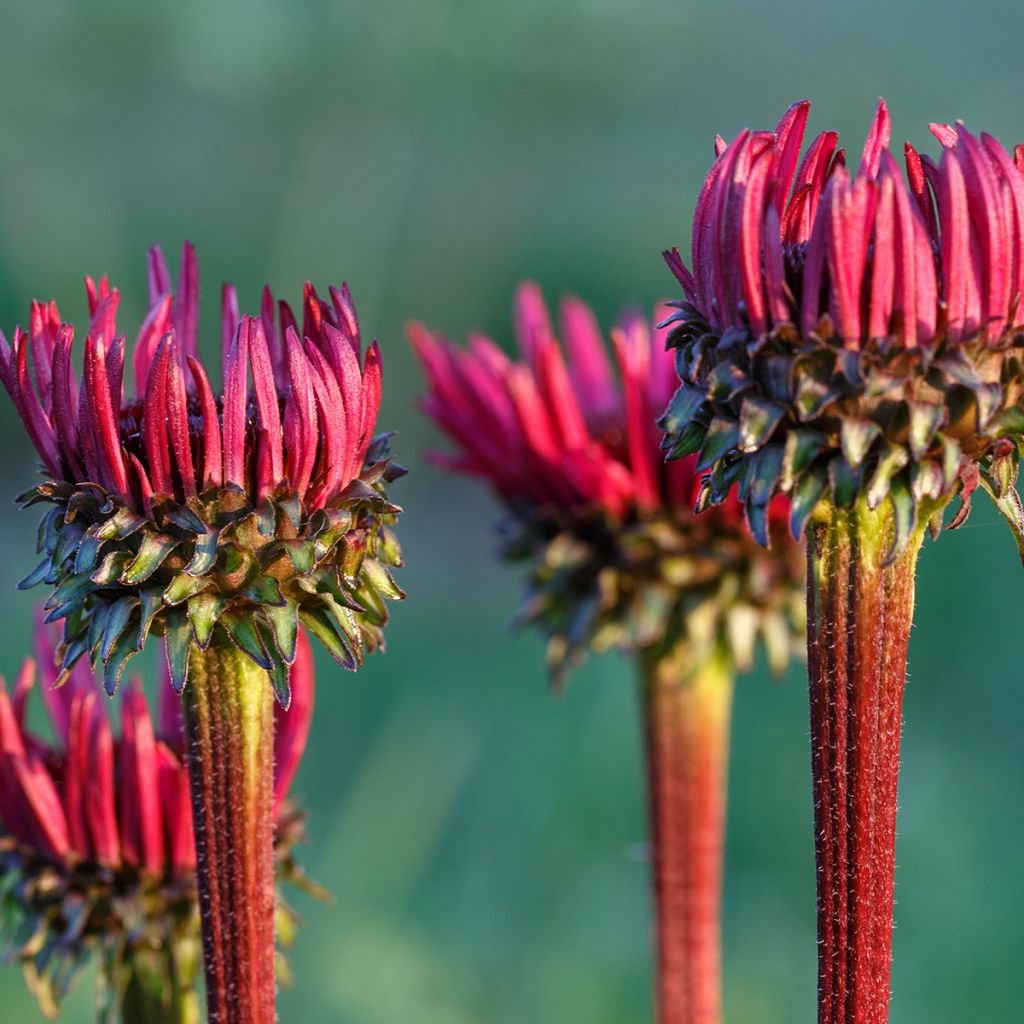 Echinacea purpurea Fatal Attraction - Rode zonnehoed