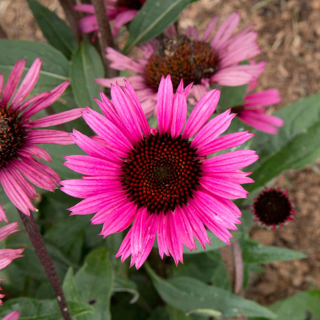 Echinacea purpurea Fatal Attraction - Rode zonnehoed