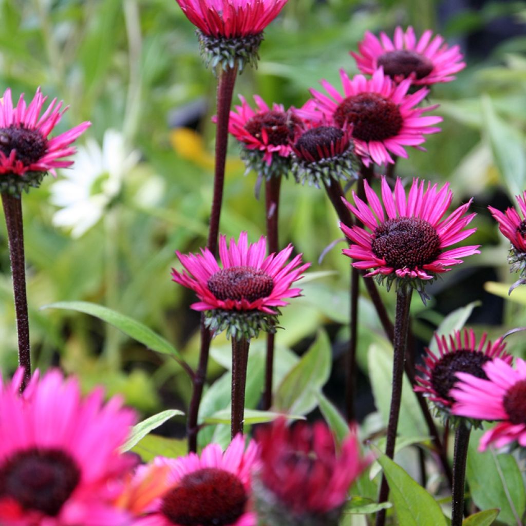 Echinacea purpurea Fatal Attraction - Rode zonnehoed