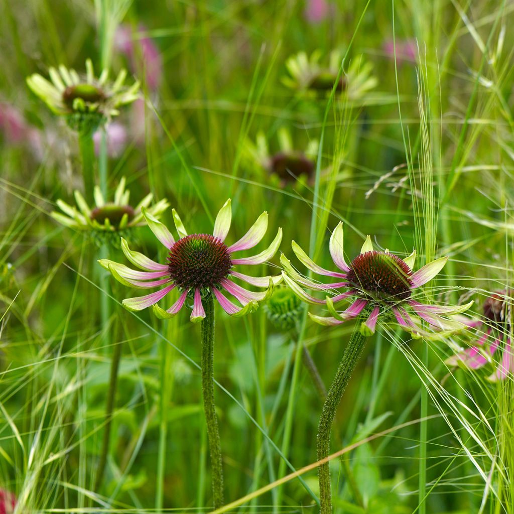 Echinacea purpurea Green Envy - Rode zonnehoed