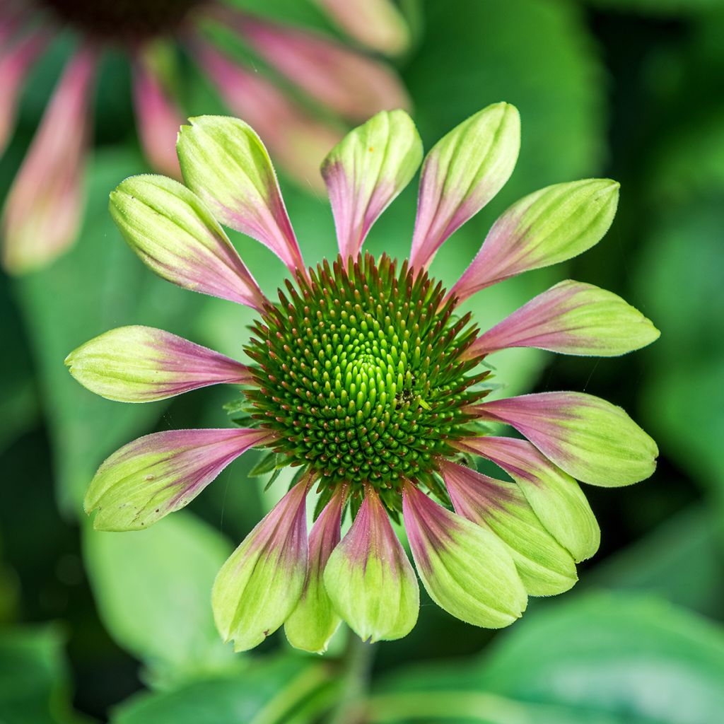Echinacea purpurea Green Envy - Rode zonnehoed