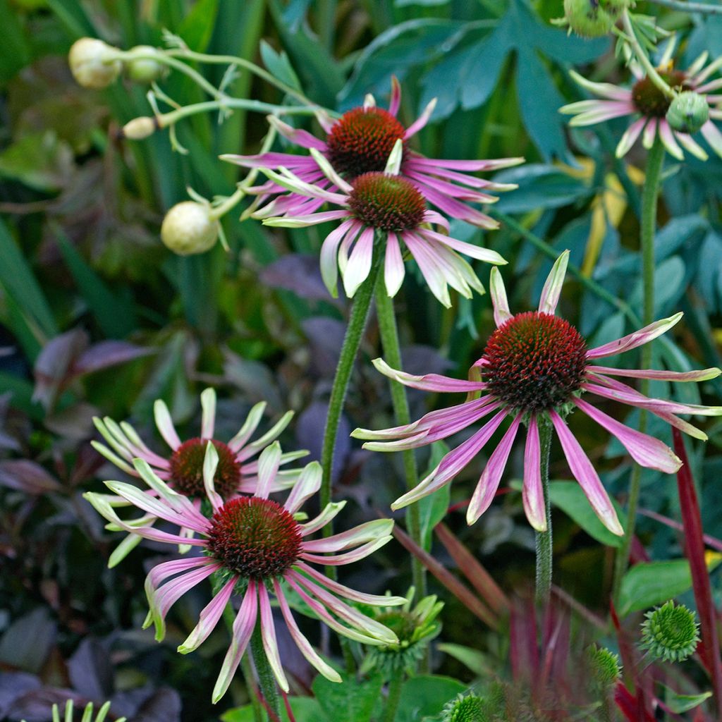 Echinacea purpurea Green Envy - Rode zonnehoed
