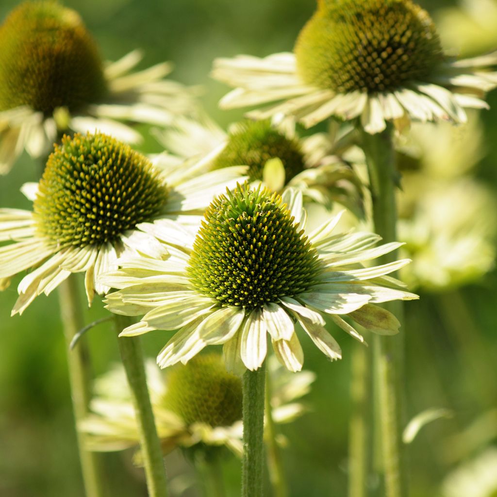 Echinacea purpurea Green Jewel - Rode zonnehoed