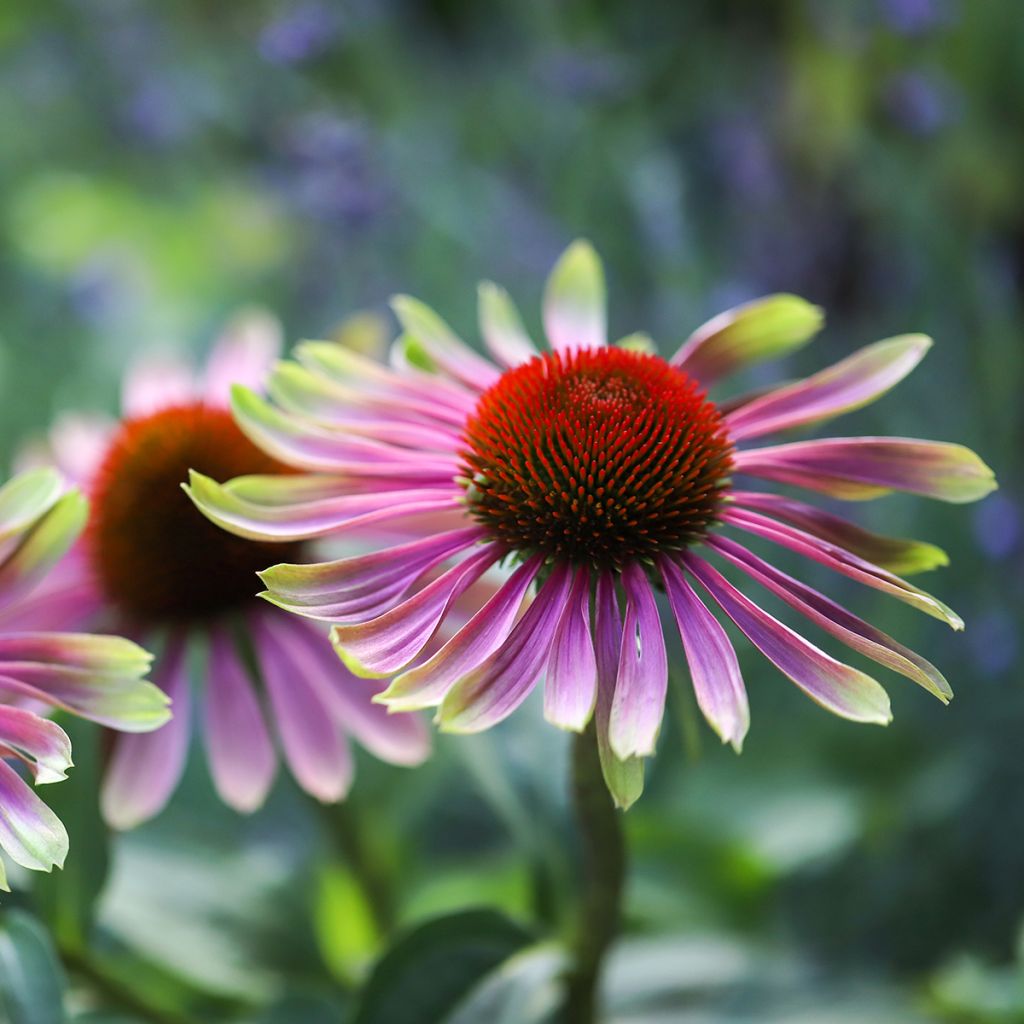 Echinacea Green Twister - Rode zonnehoed