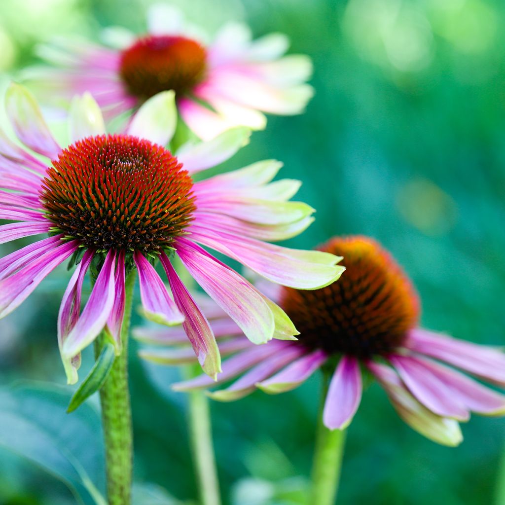 Echinacea Green Twister - Rode zonnehoed
