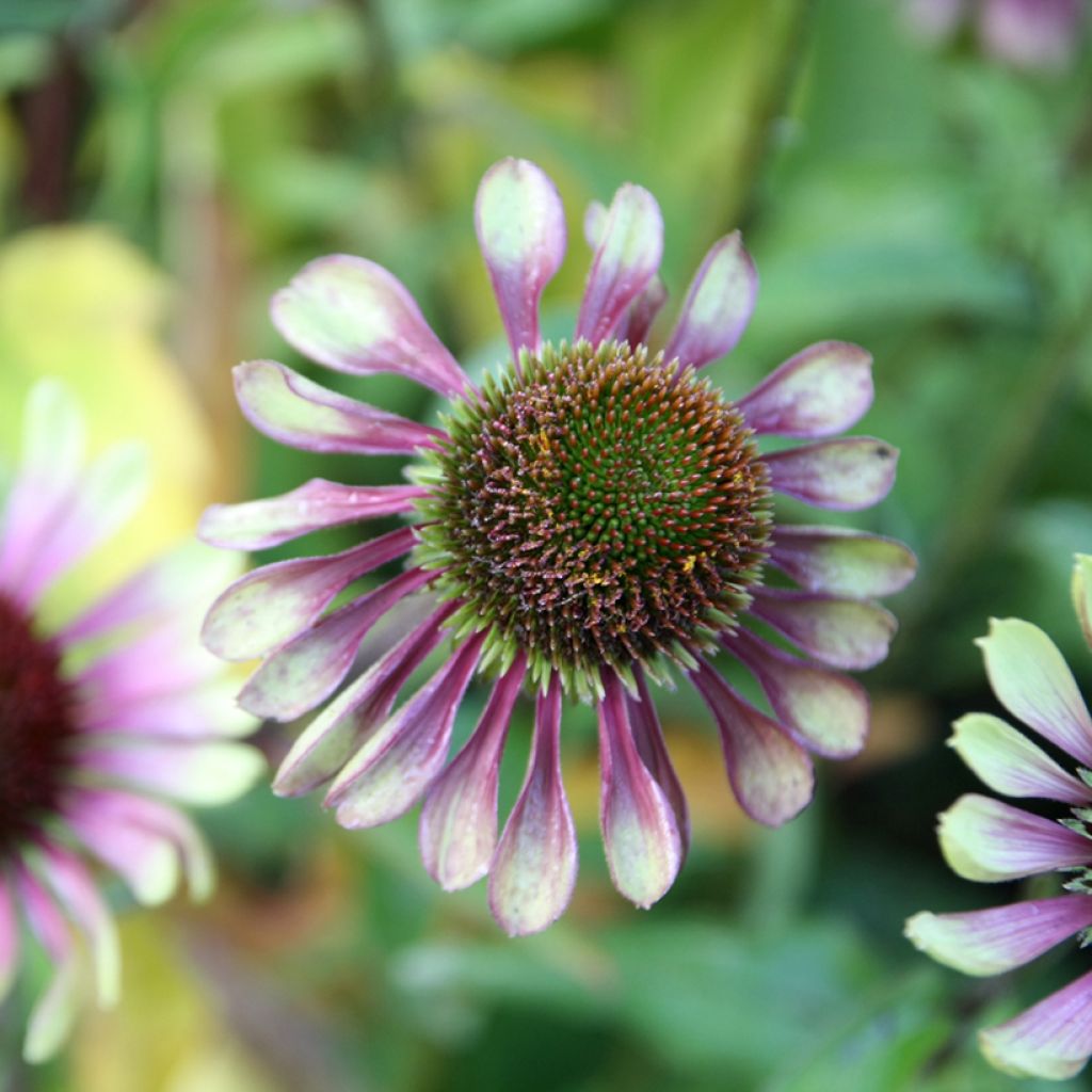 Echinacea Green Twister - Rode zonnehoed