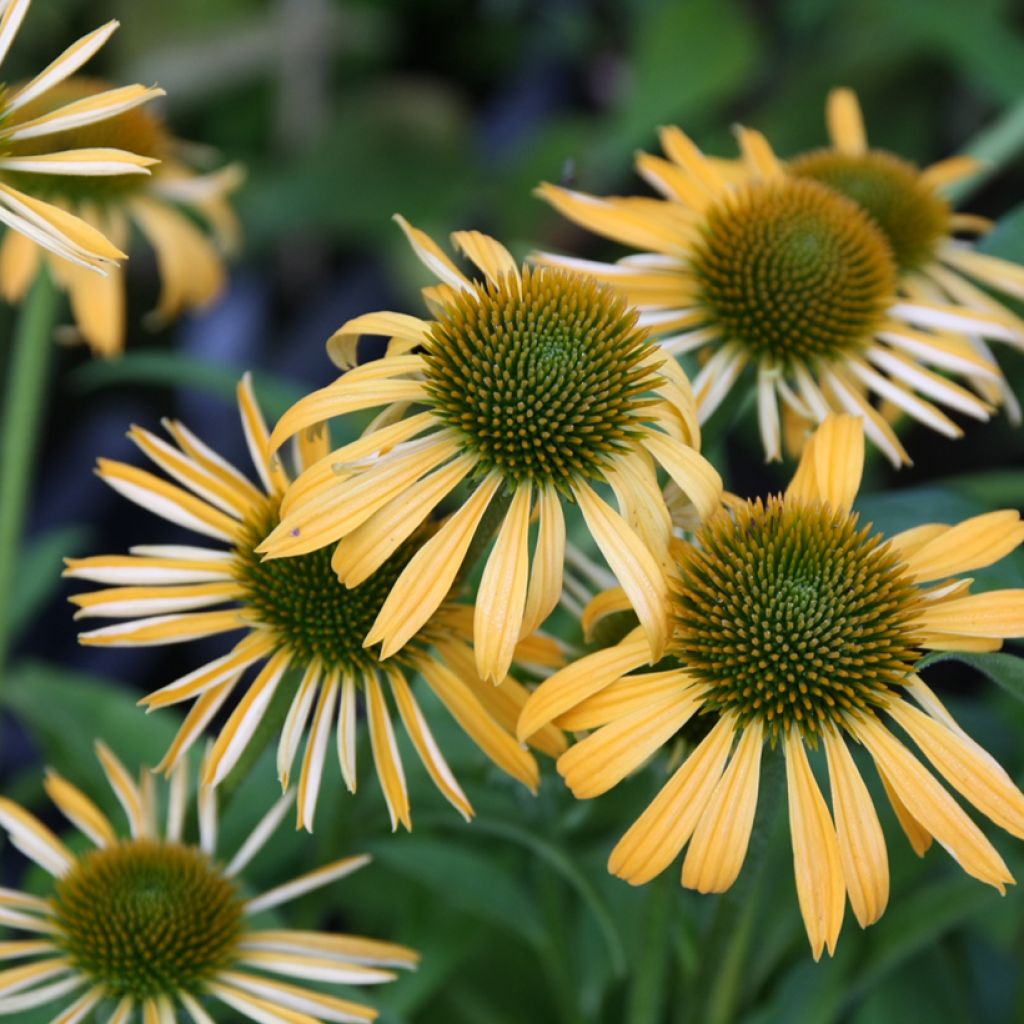 Echinacea purpurea Harvest Moon - Rode zonnehoed