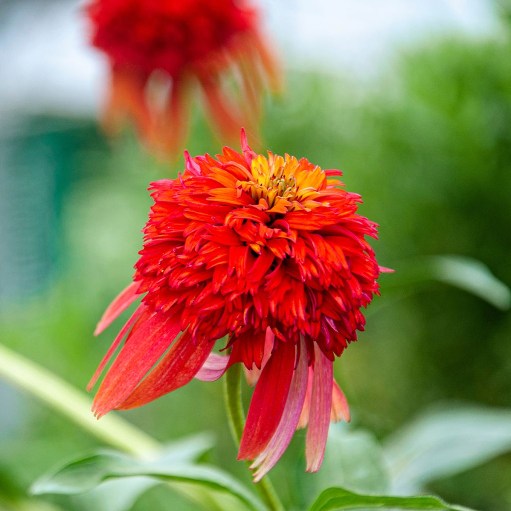 Echinacea purpurea Hot Papaya - Rode zonnehoed