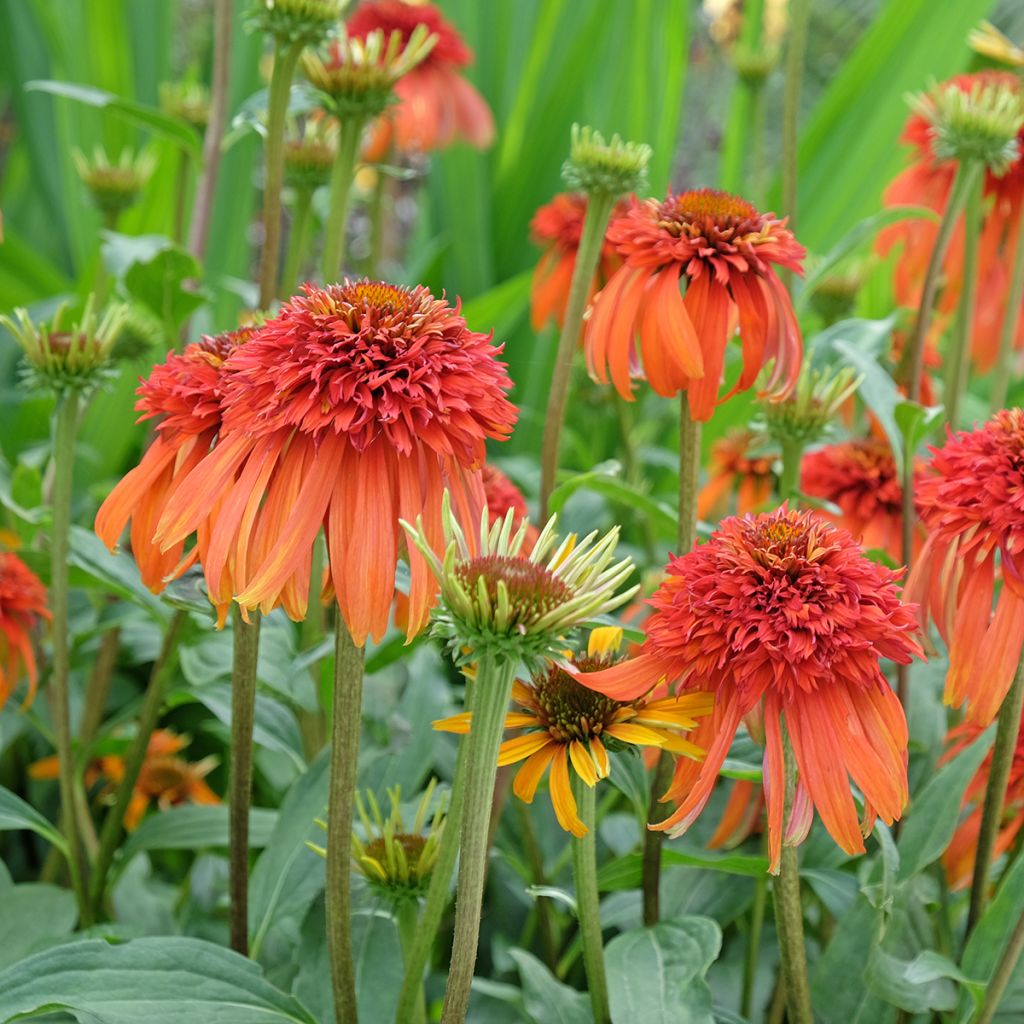 Echinacea purpurea Hot Papaya - Rode zonnehoed