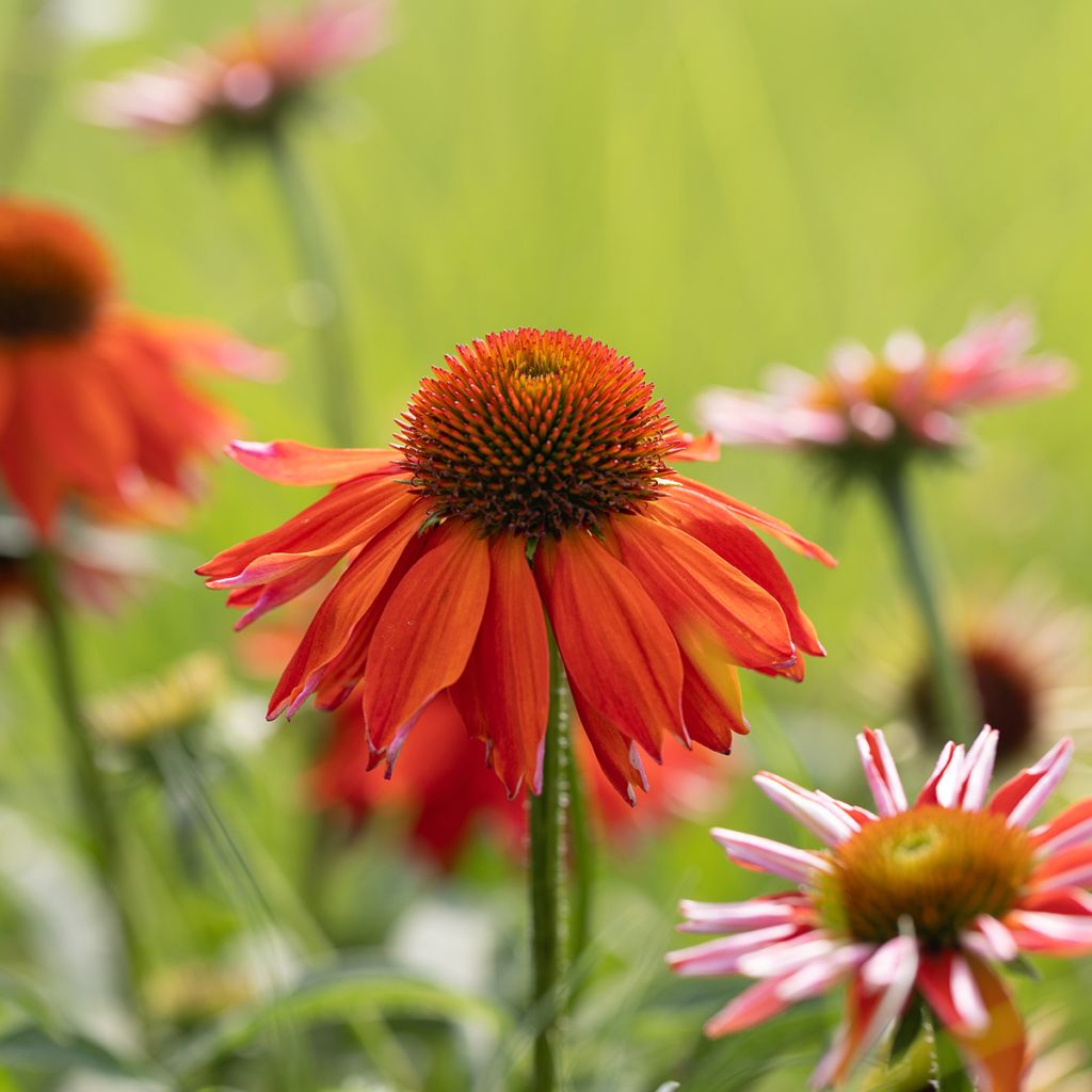 Echinacea purpurea Lakota Orange - Rode zonnehoed