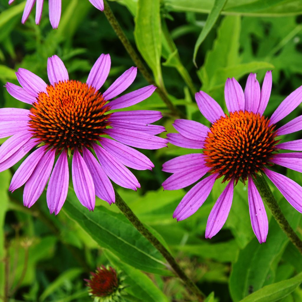 Echinacea purpurea Maxima - Rode zonnehoed
