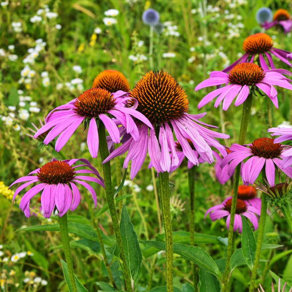 Echinacea purpurea Maxima - Rode zonnehoed