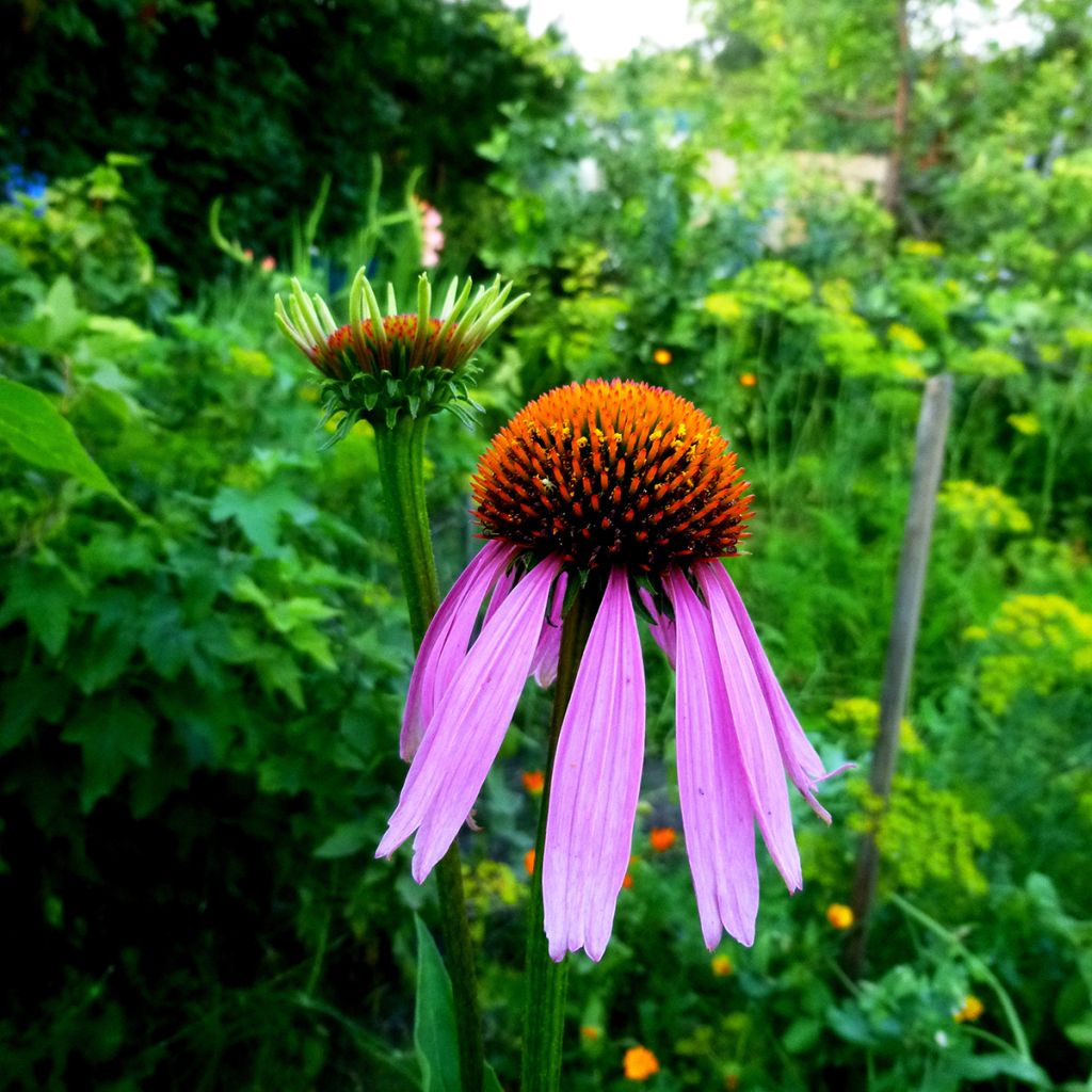 Echinacea purpurea Maxima - Rode zonnehoed