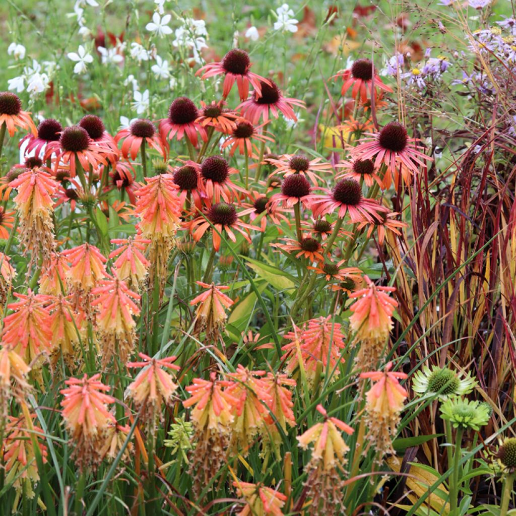 Echinacea purpurea Orange Skipper - Rode zonnehoed