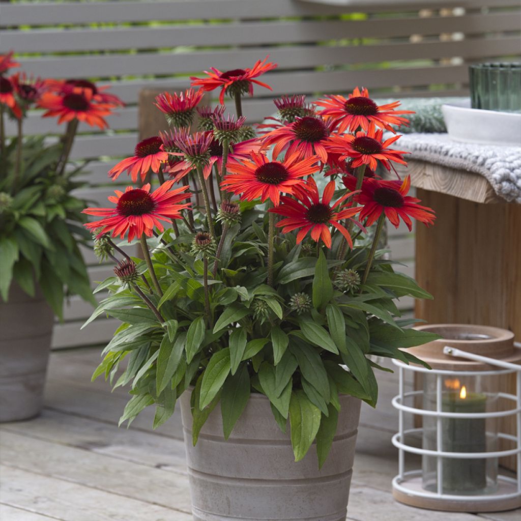 Echinacea Sun Magic Vintage Orange - Rode zonnehoed