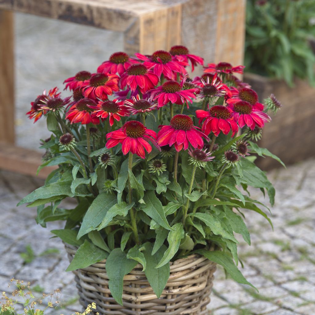 Echinacea Sun Magic Vintage Ruby - Rode zonnehoed