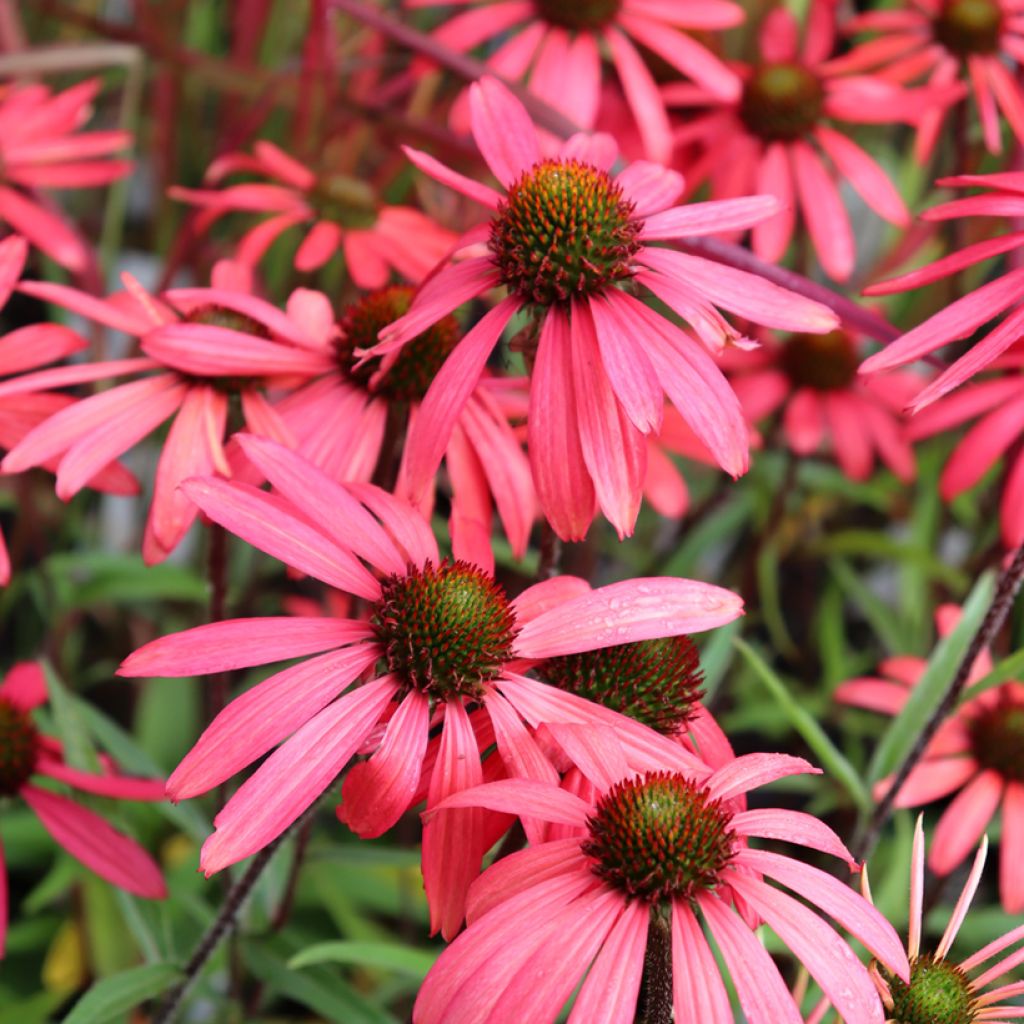 Echinacea purpurea SunSeekers Orange - Rode zonnehoed