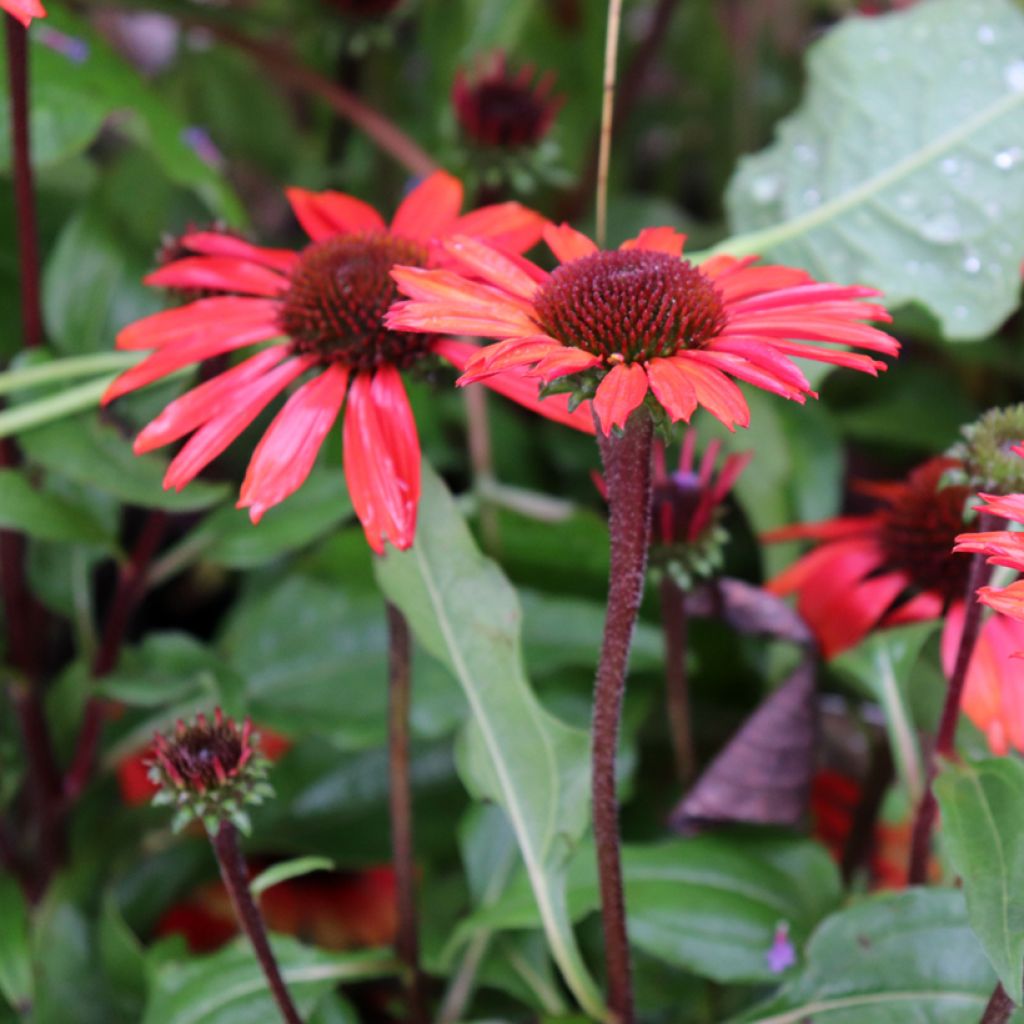 Echinacea purpurea SunSeekers Orange - Rode zonnehoed