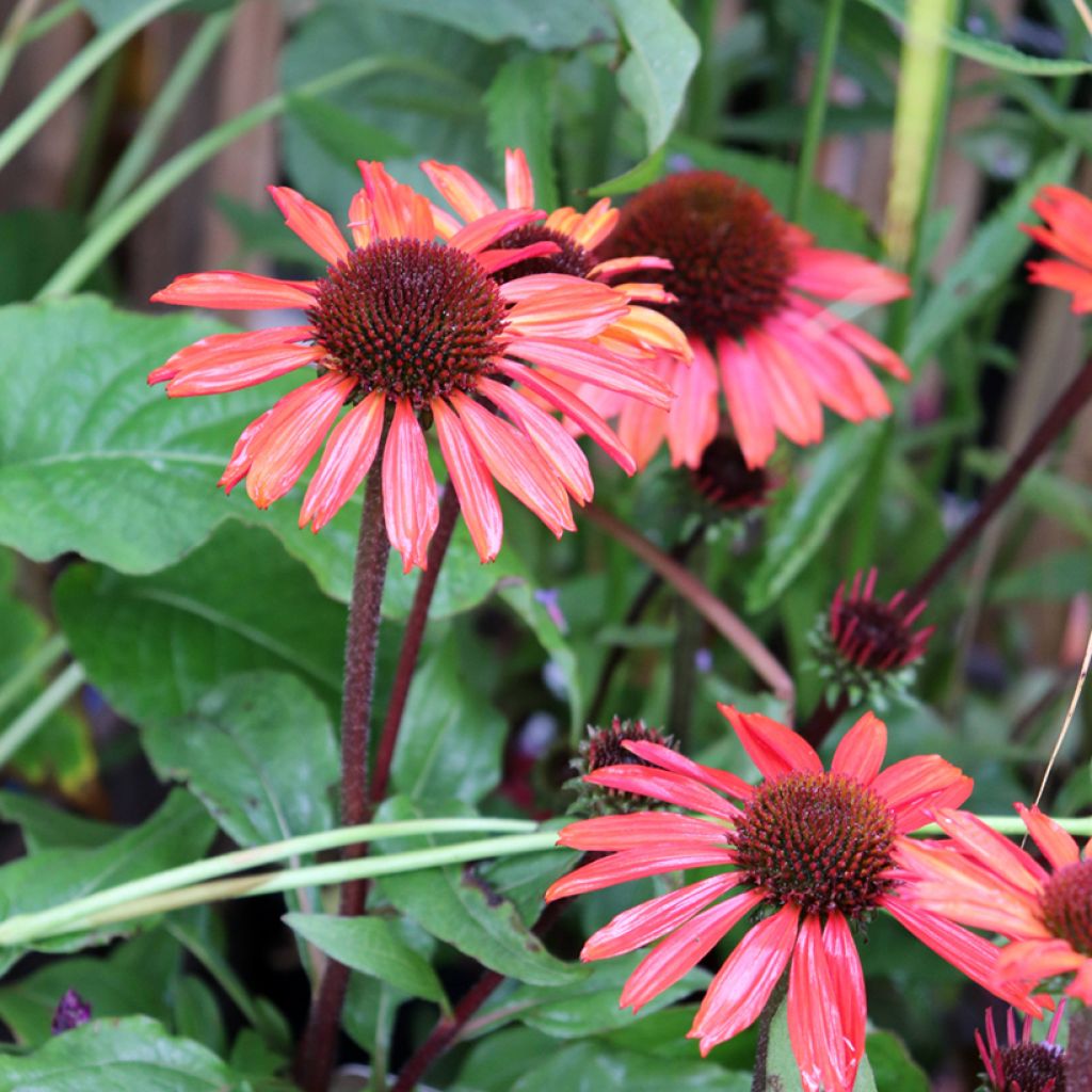 Echinacea purpurea SunSeekers Orange - Rode zonnehoed