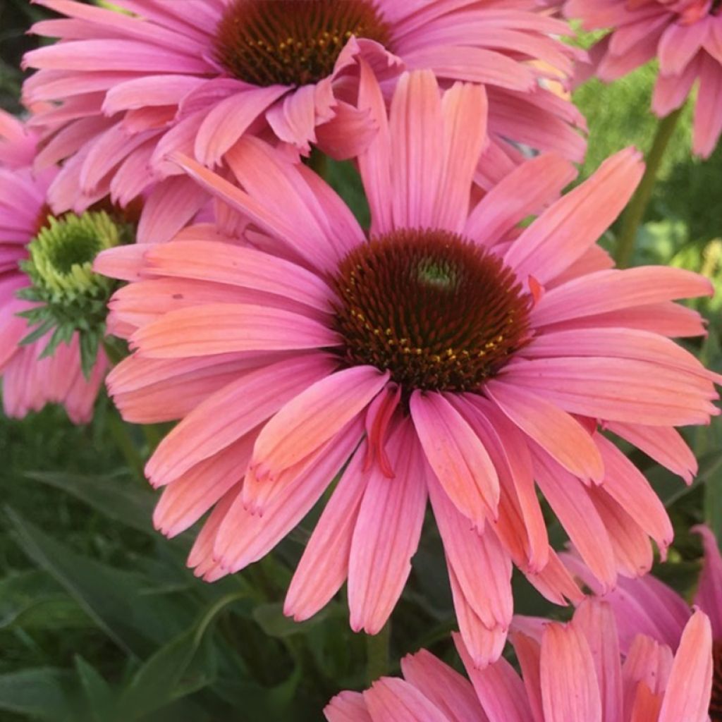 Echinacea purpurea SunSeekers Rainbow - Rode zonnehoed