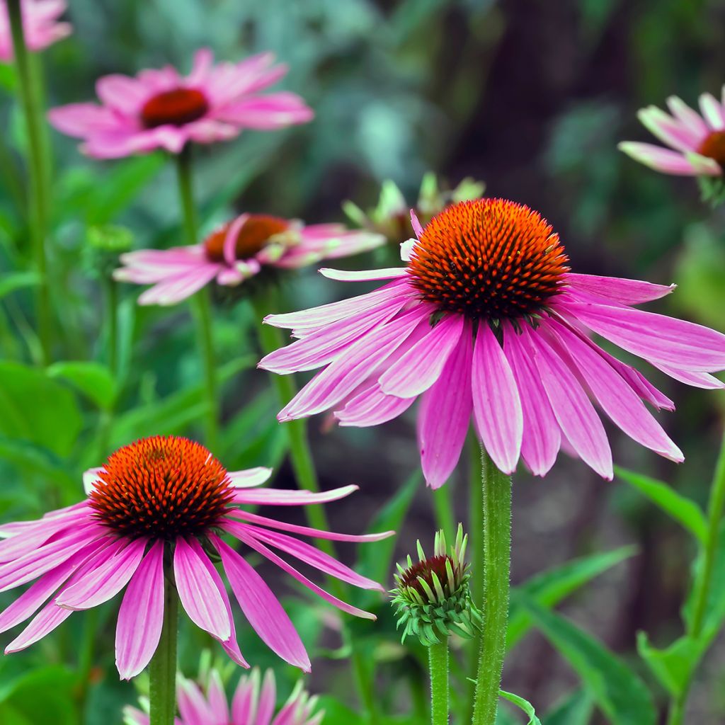 Echinacea angustifolia - Smalbladige zonnehoed