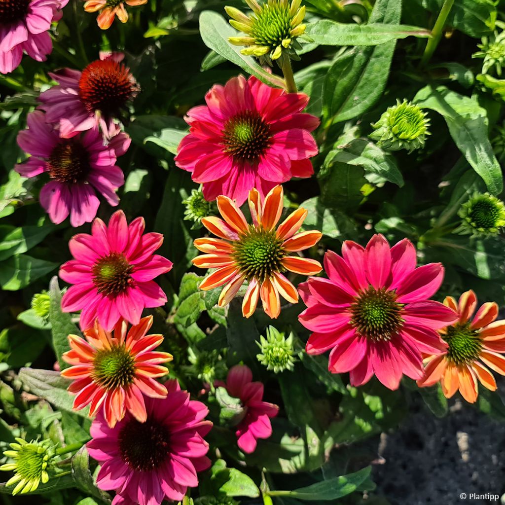 Echinacea Evolution Colorific - Rode zonnehoed