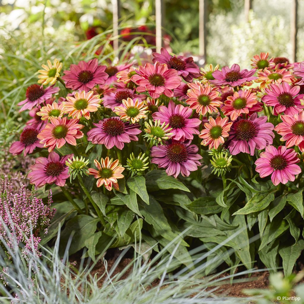 Echinacea Evolution Colorific - Rode zonnehoed