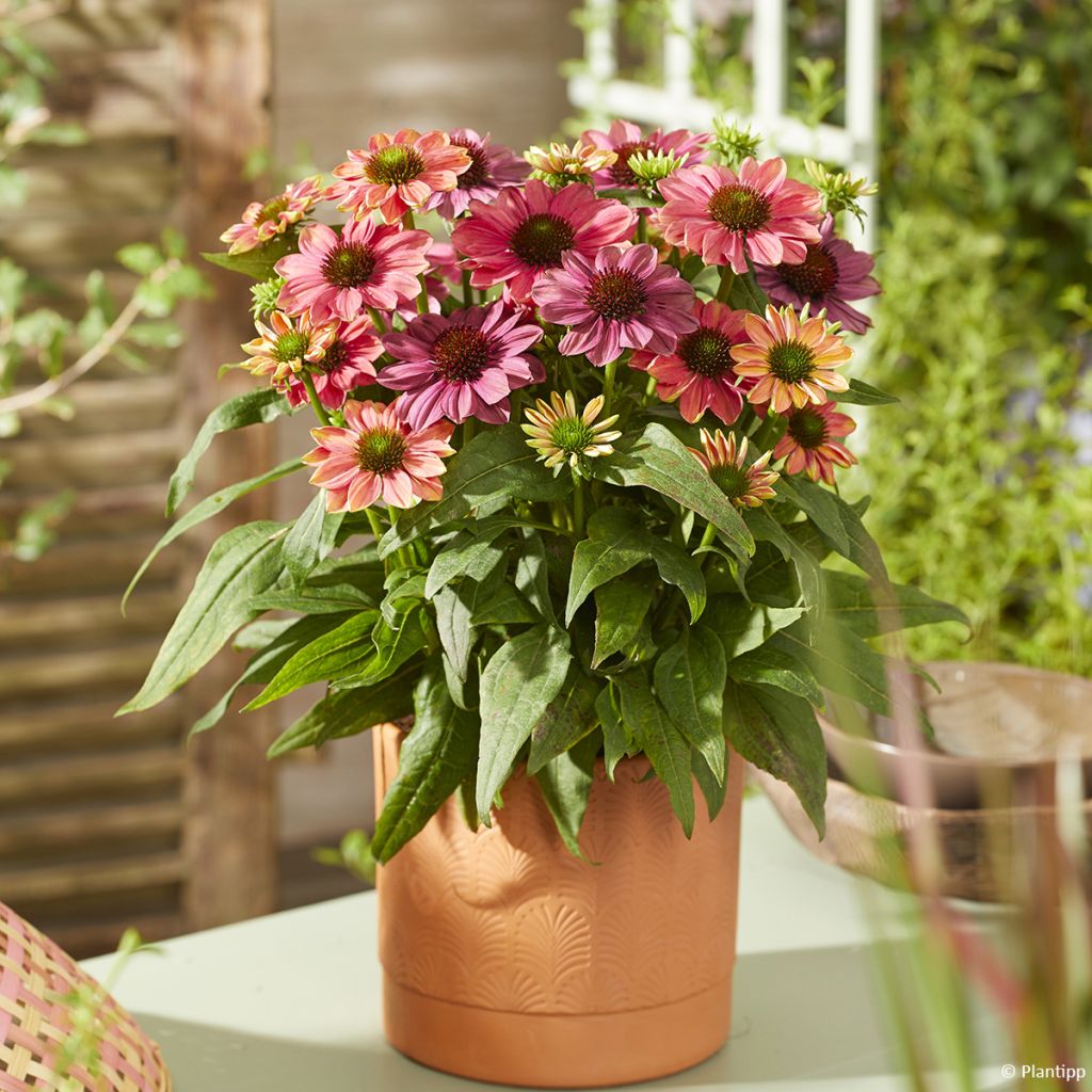 Echinacea Evolution Colorific - Rode zonnehoed