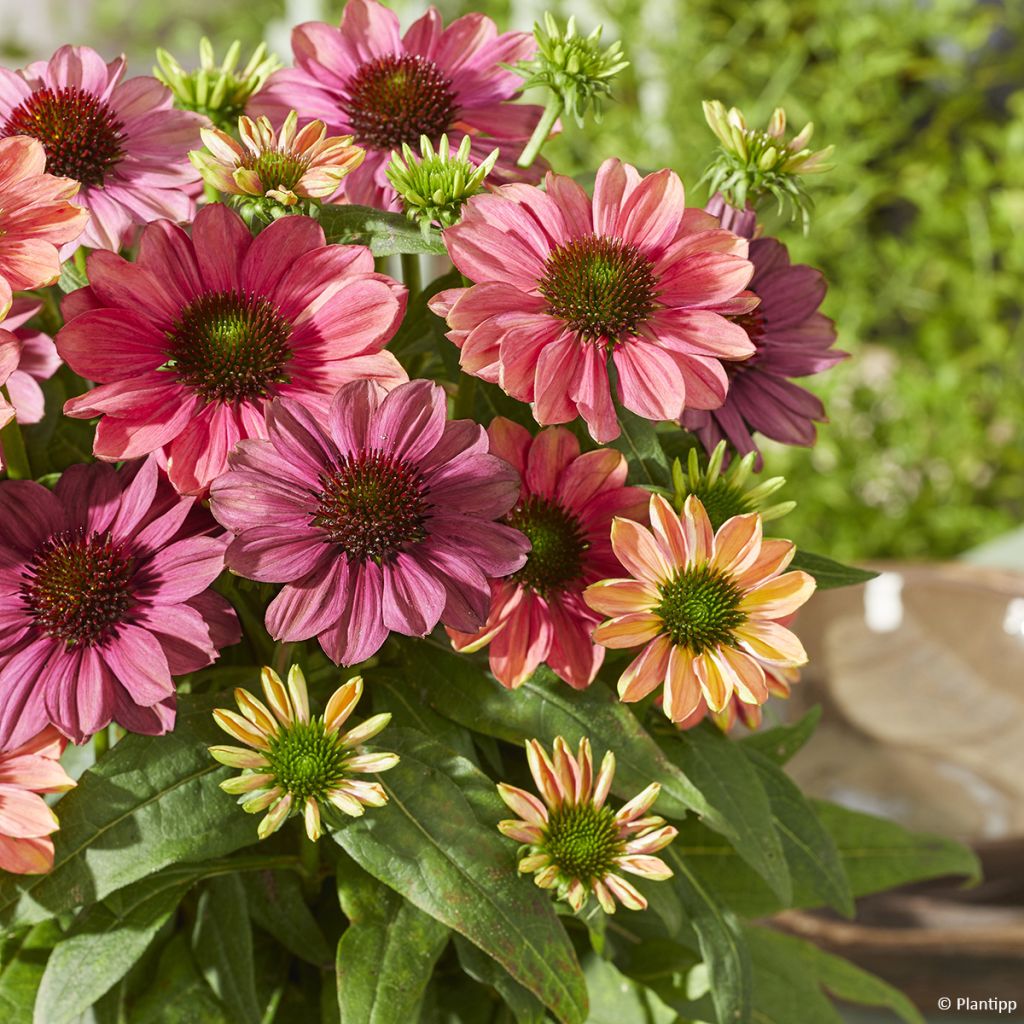 Echinacea Evolution Colorific - Rode zonnehoed