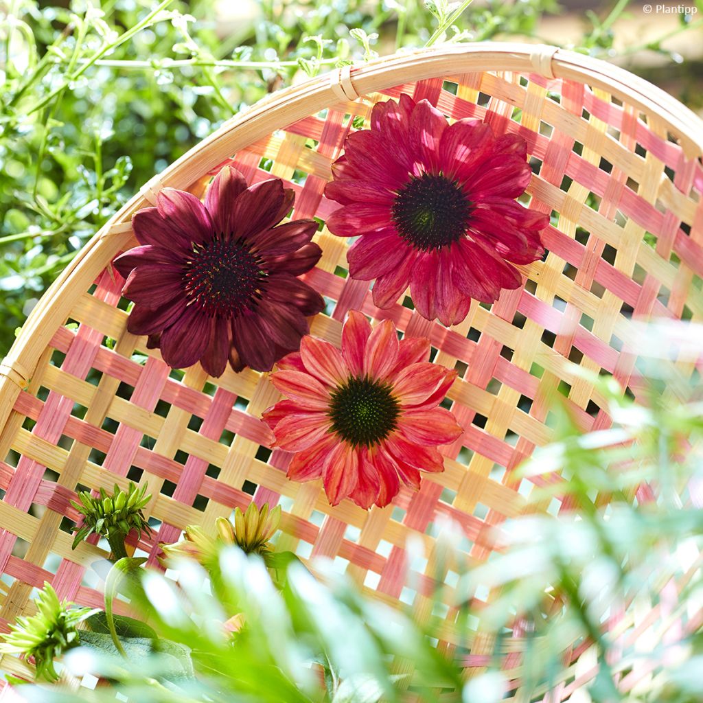 Echinacea Evolution Colorific - Rode zonnehoed