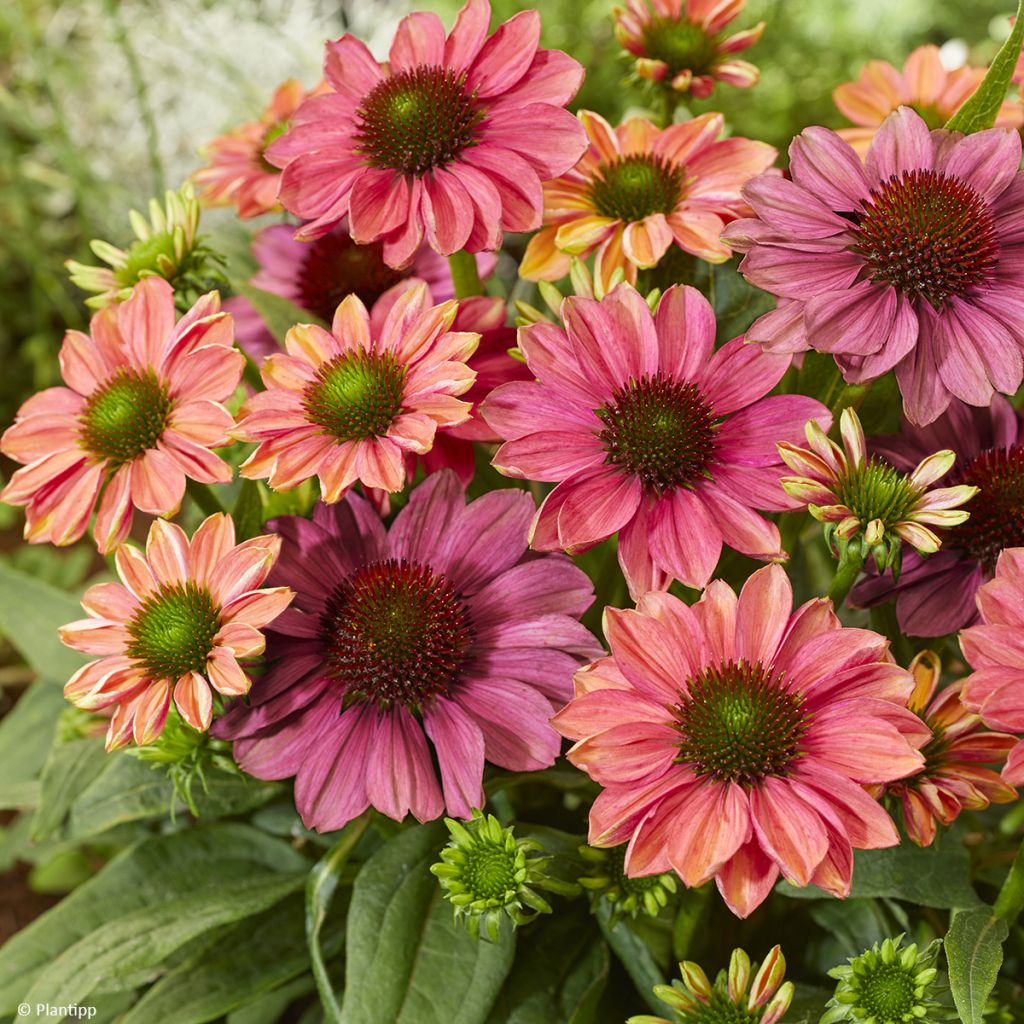 Echinacea Evolution Colorific - Rode zonnehoed
