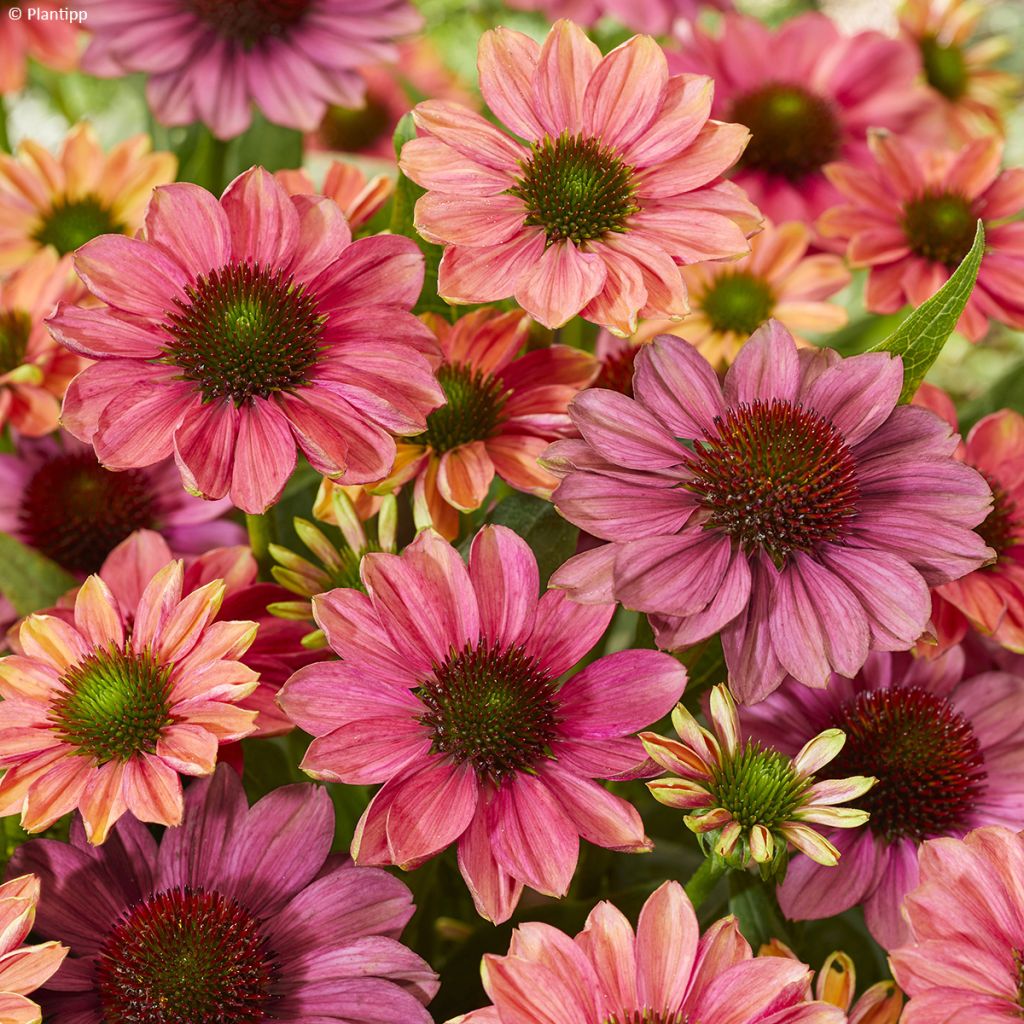 Echinacea Evolution Colorific - Rode zonnehoed