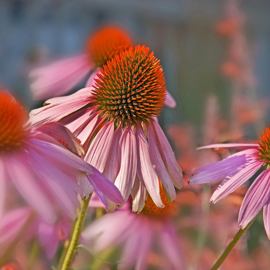 Echinacea pallida - Zonnehoed