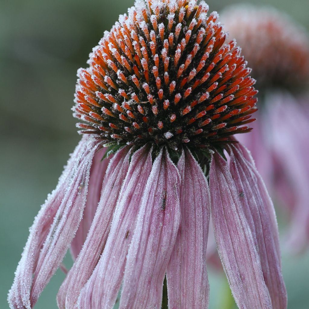 Echinacea pallida - Zonnehoed