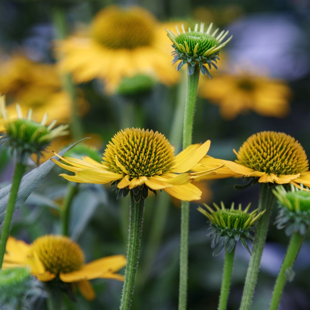 Echinacea paradoxa - Gele zonnehoed