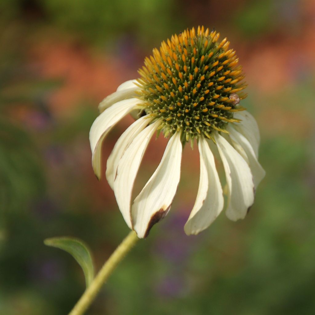 Echinacea purpurea Alba - Rode zonnehoed