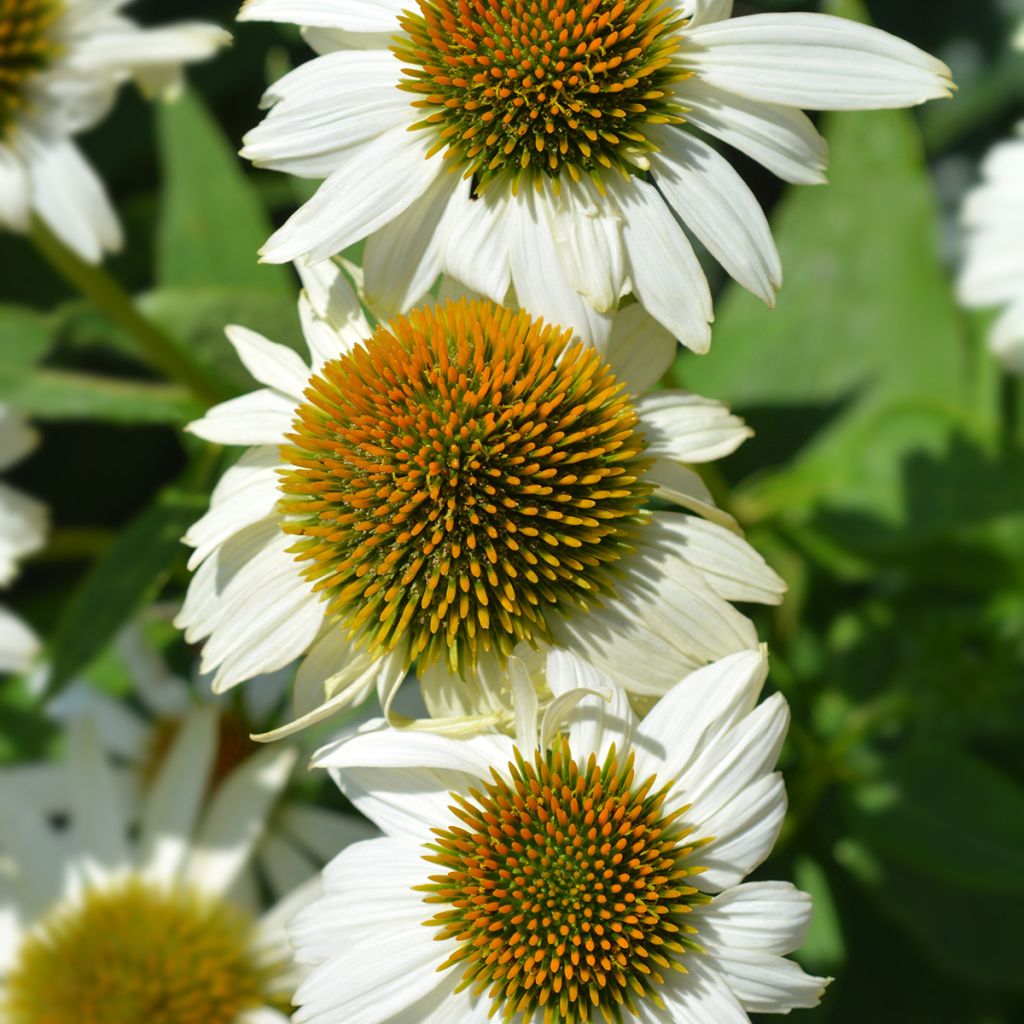 Echinacea purpurea Alba - Rode zonnehoed