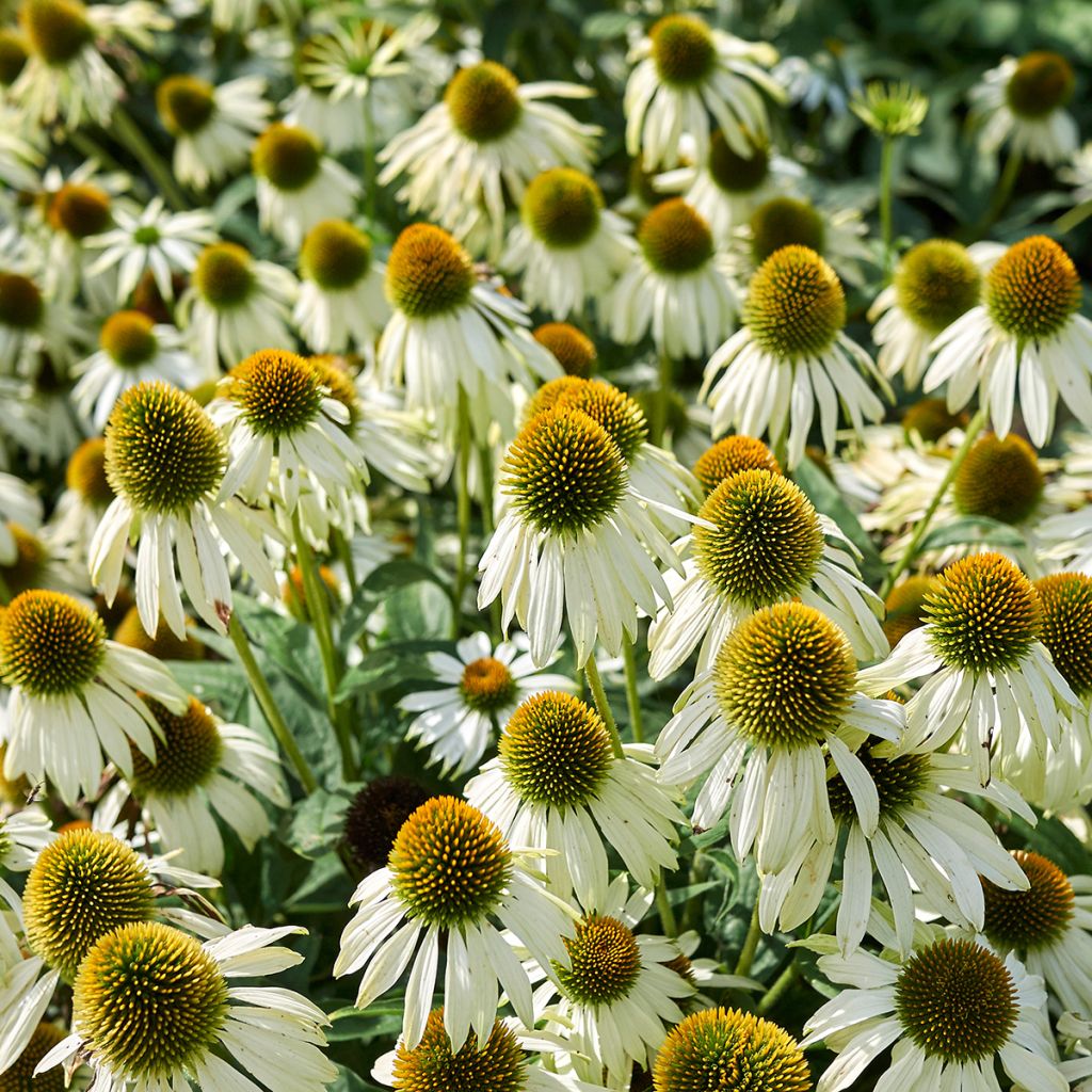 Echinacea purpurea Alba (zaad) - Rode zonnehoed