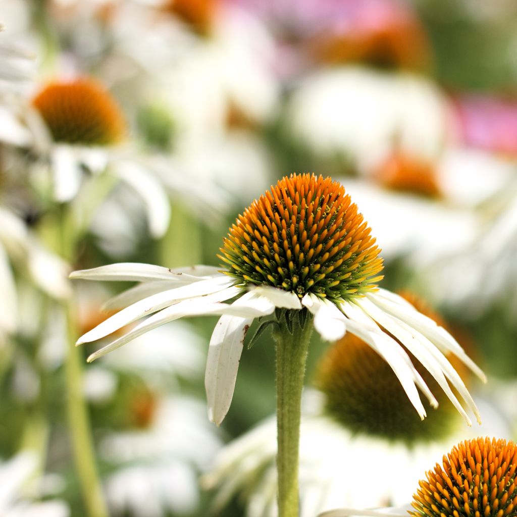 Echinacea purpurea Alba - Rode zonnehoed
