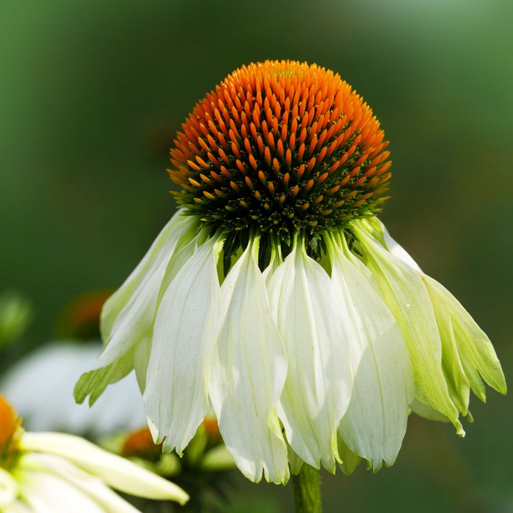 Echinacea purpurea Alba - Rode zonnehoed
