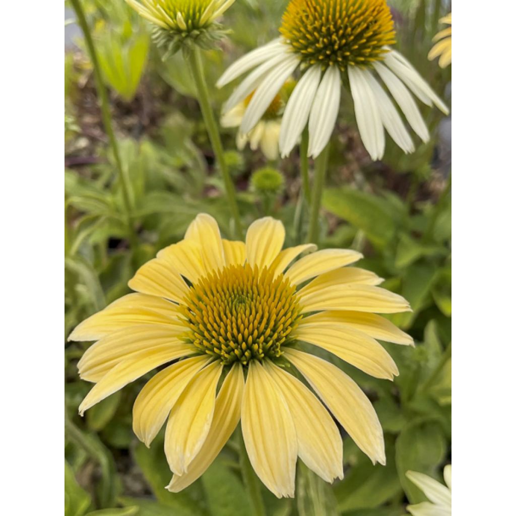 Echinacea purpurea Mellow Yellows - Echinacée
