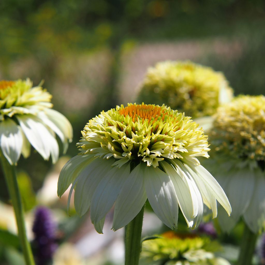 Echinacea purpurea Milkshake - Rode zonnehoed