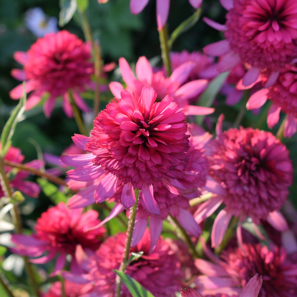 Echinacea purpurea Pink Double Delight - Rode zonnehoed