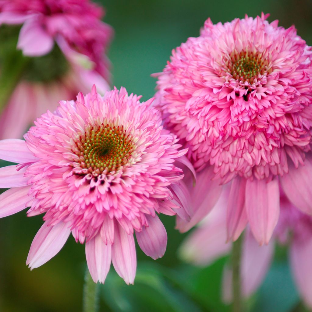 Echinacea purpurea Pink Double Delight - Rode zonnehoed
