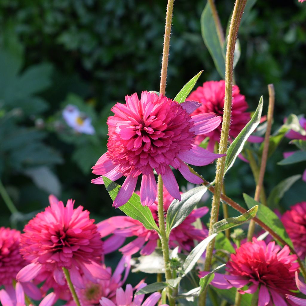 Echinacea purpurea Pink Double Delight - Rode zonnehoed