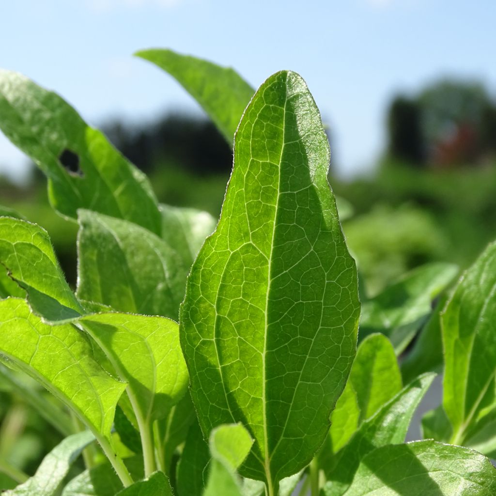 Echinacea purpurea Pink Double Delight - Rode zonnehoed