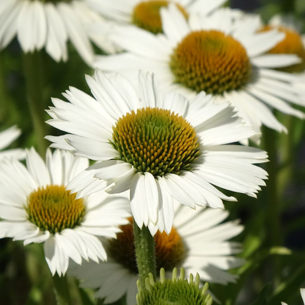 Echinacea purpurea White Meditation - Rode zonnehoed