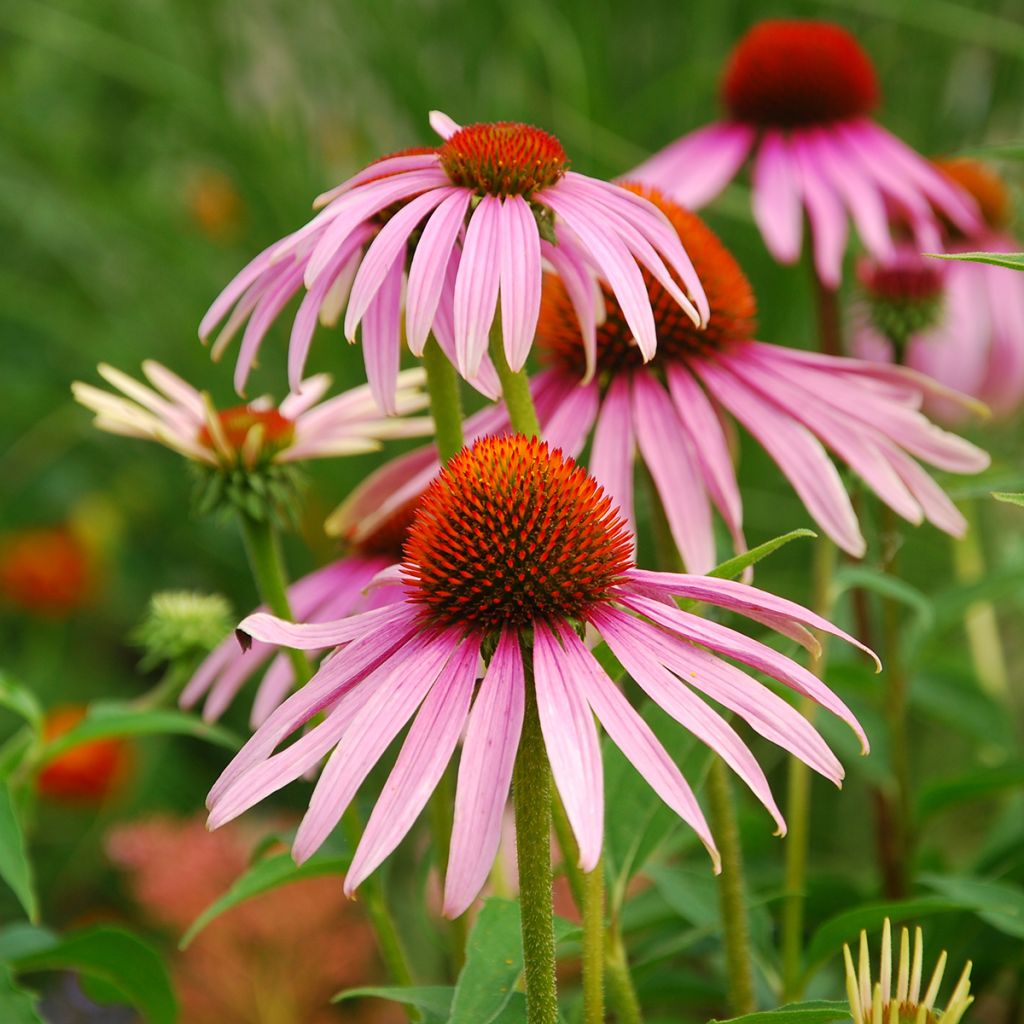 Echinacea purpurea BIO (zaad) - Rode zonnehoed