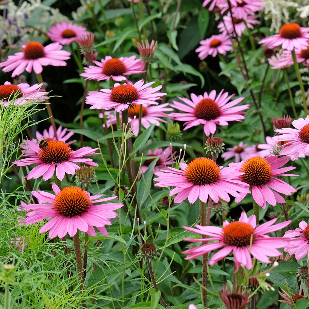 Echinacea purpurea BIO (zaad) - Rode zonnehoed