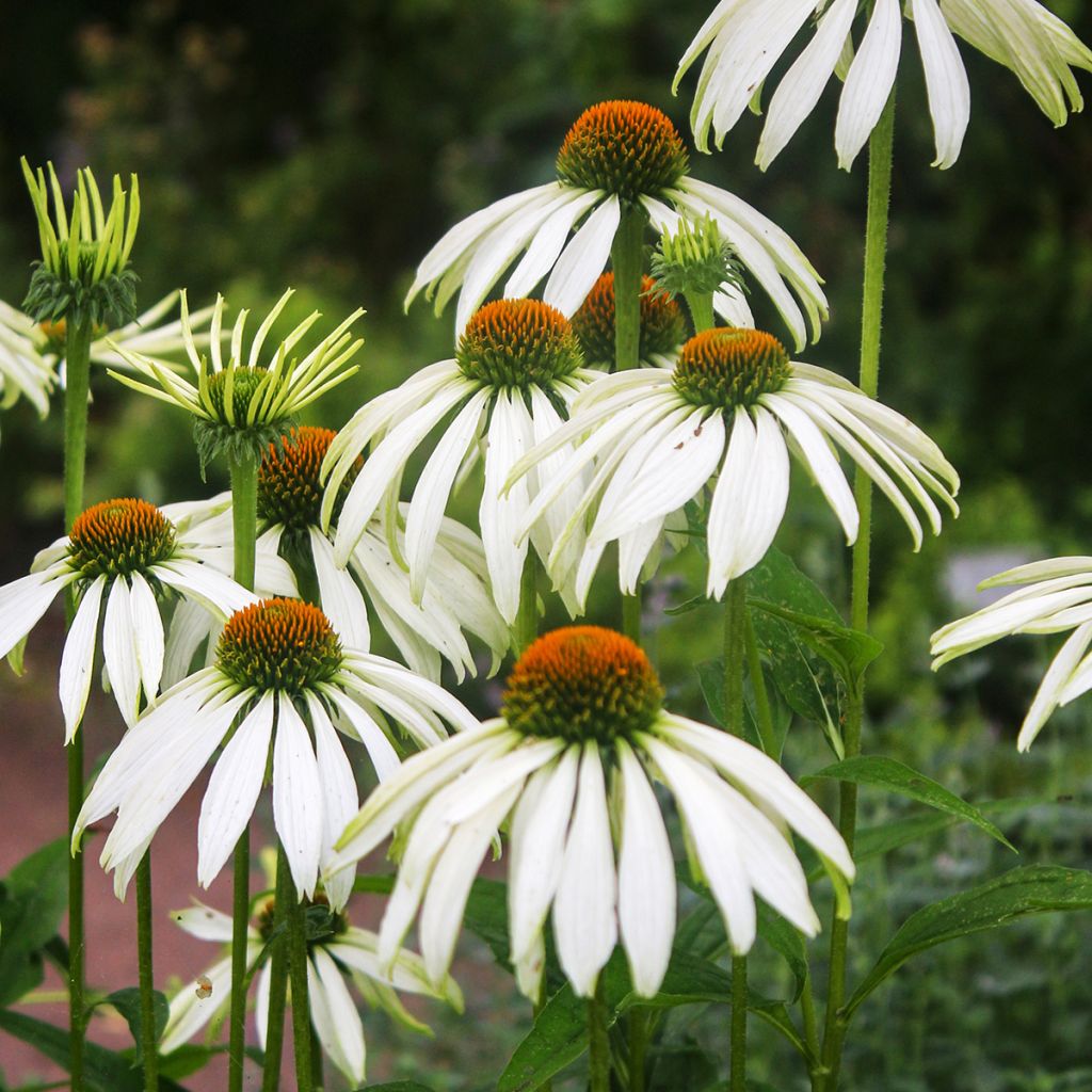 Echinacea purpurea White Swan BIO (zaad) - Rode zonnehoed